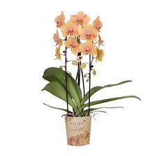 foto van een oranje orchidee